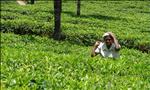 a woman working in the tea fields